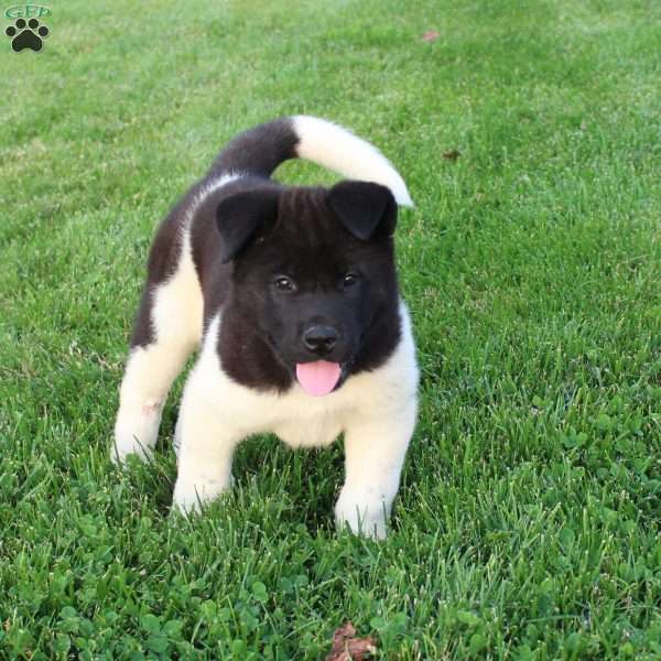 Lyle, Akita Puppy