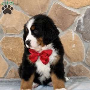 Rocket, Bernese Mountain Dog Puppy