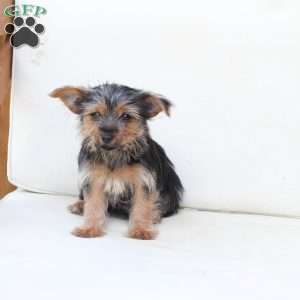 Rosie, Yorkie Puppy