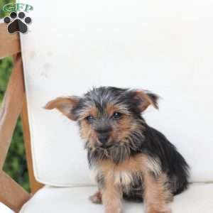 Rosie, Yorkie Puppy
