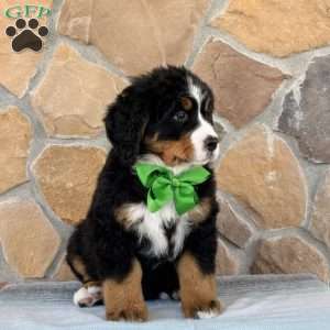 Ridge, Bernese Mountain Dog Puppy