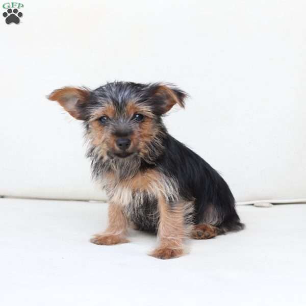 Rosie, Yorkie Puppy