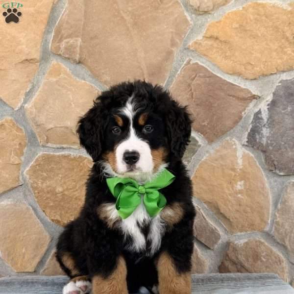 Ridge, Bernese Mountain Dog Puppy