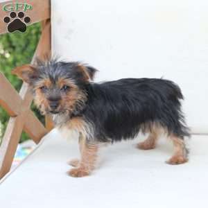 Rosie, Yorkie Puppy