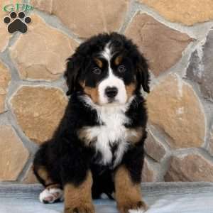 Ridge, Bernese Mountain Dog Puppy