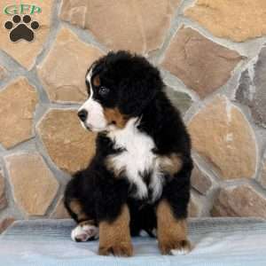 Ridge, Bernese Mountain Dog Puppy