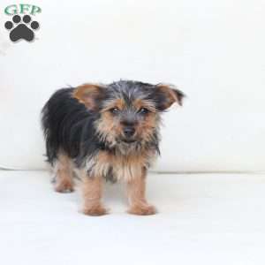 Rosie, Yorkie Puppy