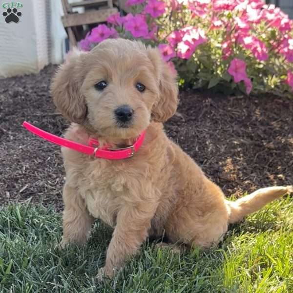 Paris, Mini Labradoodle Puppy
