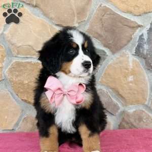 Rue, Bernese Mountain Dog Puppy
