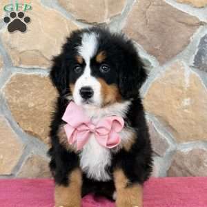 Rue, Bernese Mountain Dog Puppy