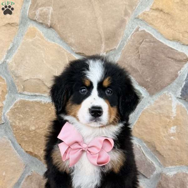 Rue, Bernese Mountain Dog Puppy