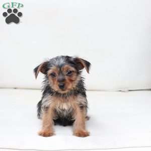 Millie, Yorkie Puppy