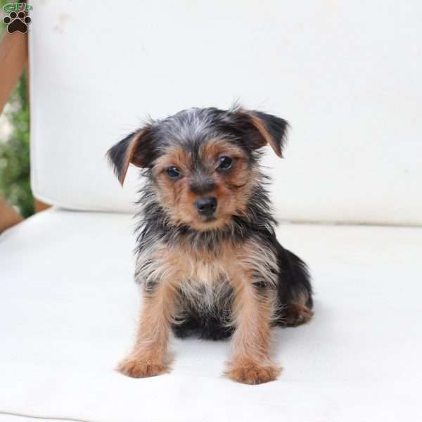 Millie, Yorkie Puppy
