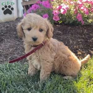 Polly, Mini Labradoodle Puppy