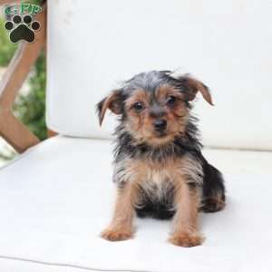 Millie, Yorkie Puppy