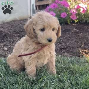 Polly, Mini Labradoodle Puppy