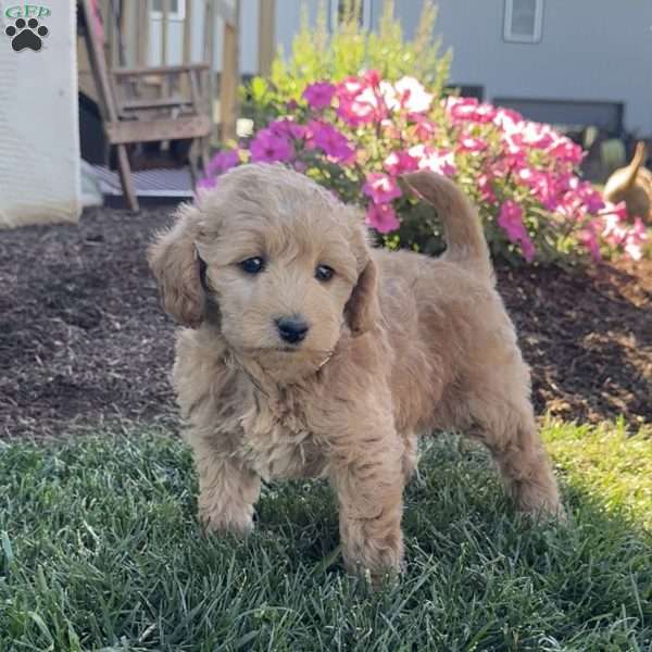 Polly, Mini Labradoodle Puppy