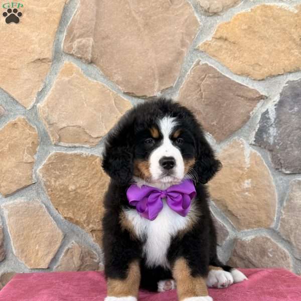 Remi, Bernese Mountain Dog Puppy