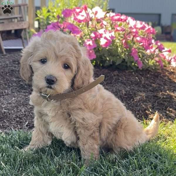 Penny, Mini Labradoodle Puppy