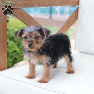 Millie, Yorkie Puppy