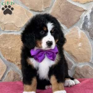 Remi, Bernese Mountain Dog Puppy
