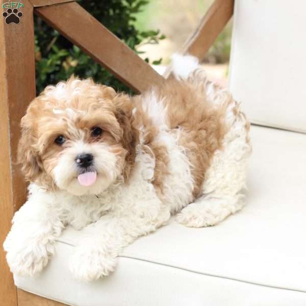 Maple, Shih-Poo Puppy