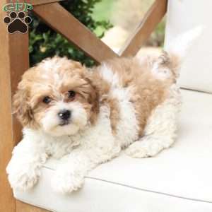 Maple, Shih-Poo Puppy