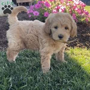 Penny, Mini Labradoodle Puppy