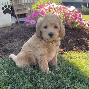 Penny, Mini Labradoodle Puppy