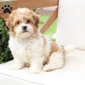 Maple, Shih-Poo Puppy
