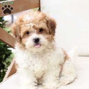 Maple, Shih-Poo Puppy