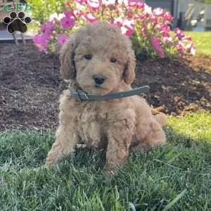 Pearl, Mini Labradoodle Puppy