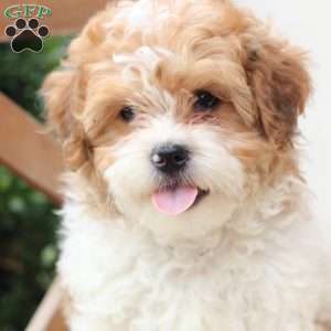 Maple, Shih-Poo Puppy