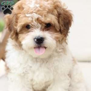 Maple, Shih-Poo Puppy