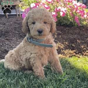 Pearl, Mini Labradoodle Puppy