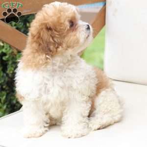 Maple, Shih-Poo Puppy