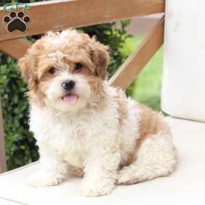 Maple, Shih-Poo Puppy