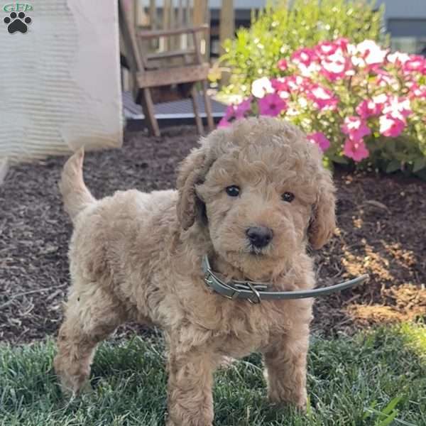 Pearl, Mini Labradoodle Puppy
