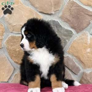 Remi, Bernese Mountain Dog Puppy