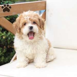 Maple, Shih-Poo Puppy