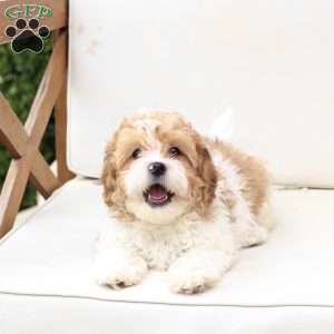 Maple, Shih-Poo Puppy