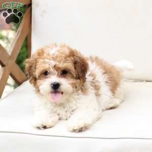 Maple, Shih-Poo Puppy