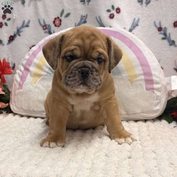 Missle, Miniature Bulldog Puppy
