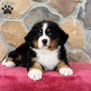 Roxy, Bernese Mountain Dog Puppy