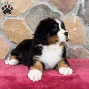 Roxy, Bernese Mountain Dog Puppy
