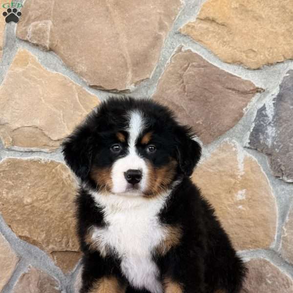 Roxy, Bernese Mountain Dog Puppy