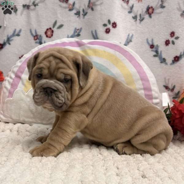 Merit, Miniature Bulldog Puppy