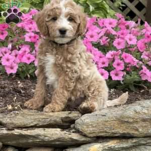 Frankie, Mini Goldendoodle Puppy