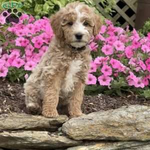 Frankie, Mini Goldendoodle Puppy