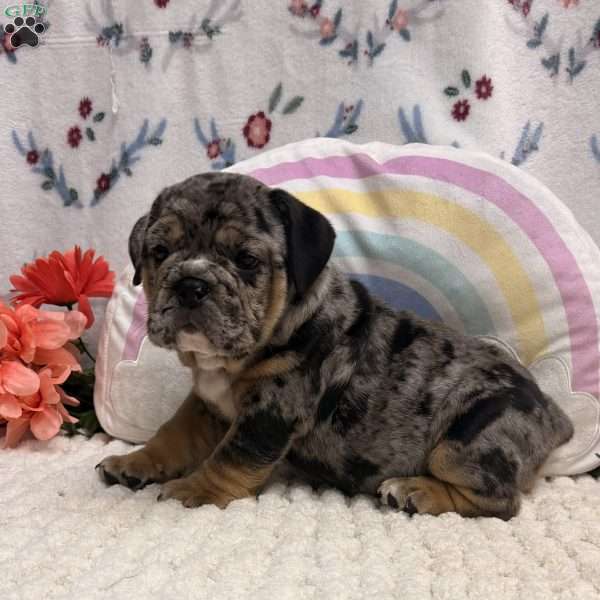Maverick, Miniature Bulldog Puppy